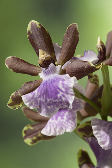 orchidee-6201.jpg