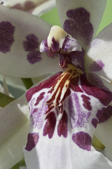orchidee-6238.jpg