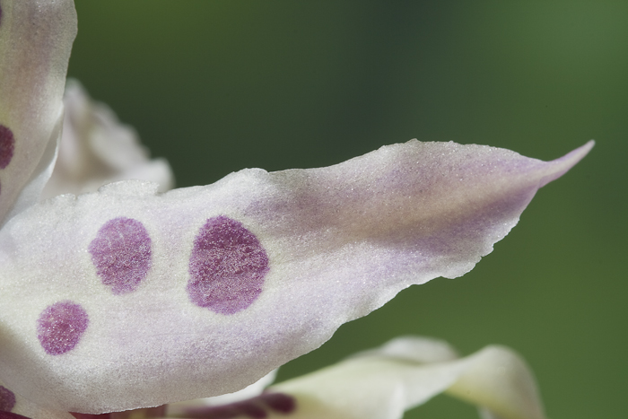 orchidee-6239.jpg