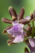 orchidee-6201