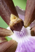 orchidee-6206