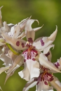 orchidee-6234