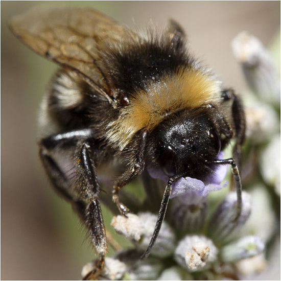 macro-0007.jpg