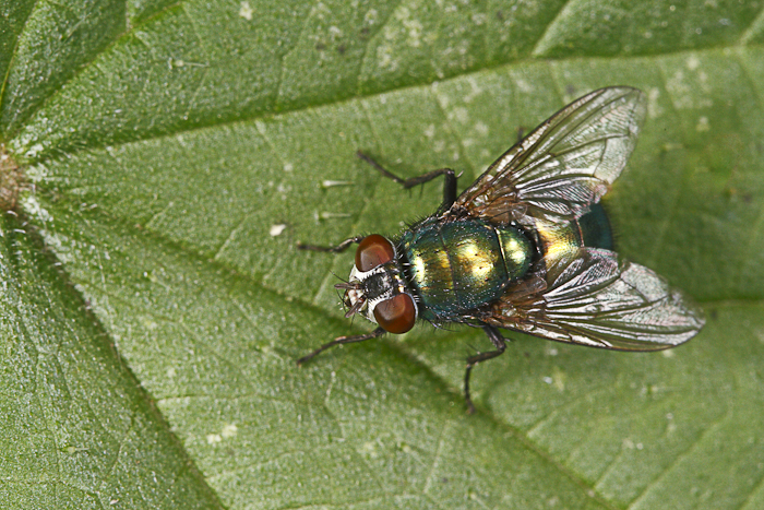 macro-5805.jpg