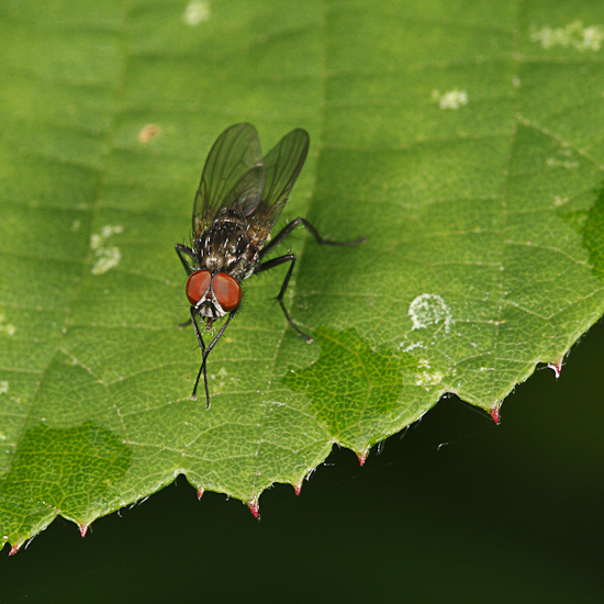 macro-5821.jpg