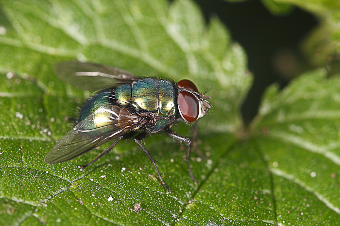 macro-5846.jpg