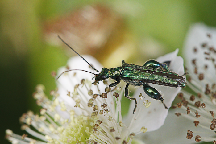 macro-5859.jpg