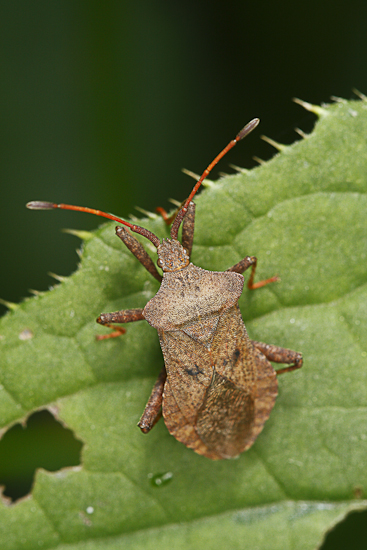 macro-5872.jpg