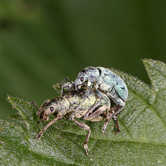 macro-5959.jpg