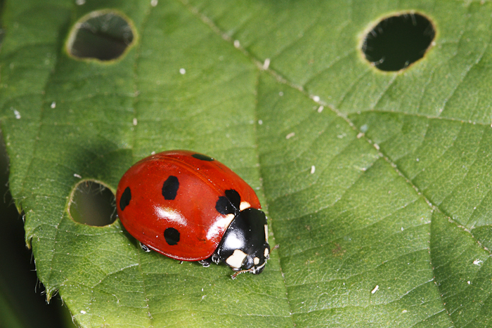 macro-5961.jpg