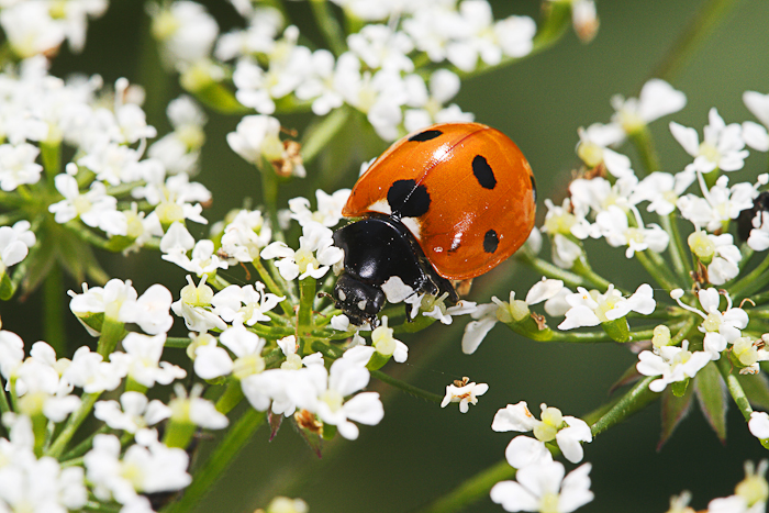 macro-5981.jpg