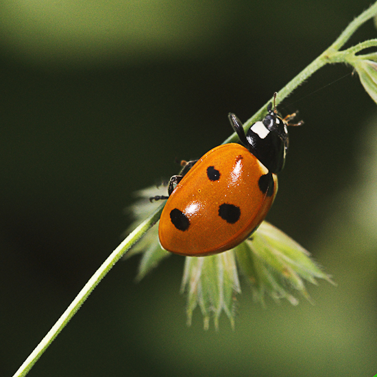 macro-5990.jpg