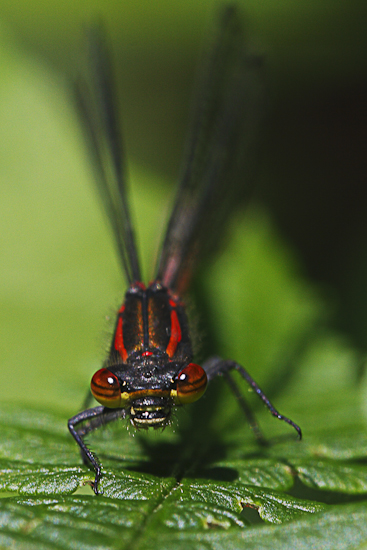 macro-6020.jpg