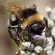 macro-0007