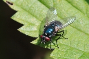 macro-5815