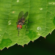 macro-5821