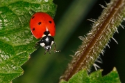 macro-5827