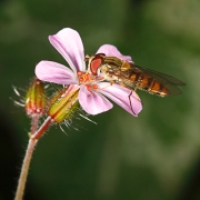 macro-5832
