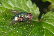 macro-5846