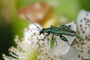 macro-5859