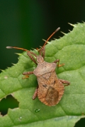 macro-5872