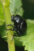 macro-5926