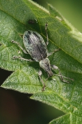 macro-5934