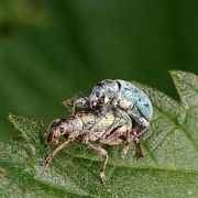 macro-5959
