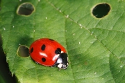macro-5961