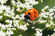 macro-5981