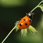 macro-5990