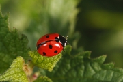 macro-5994
