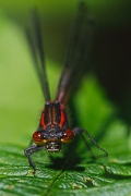 macro-6020