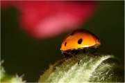 macro