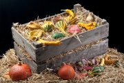 Coloquintes-9947