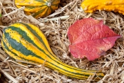 Coloquintes-9953