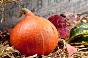 Coloquintes-9958