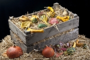 Coloquintes